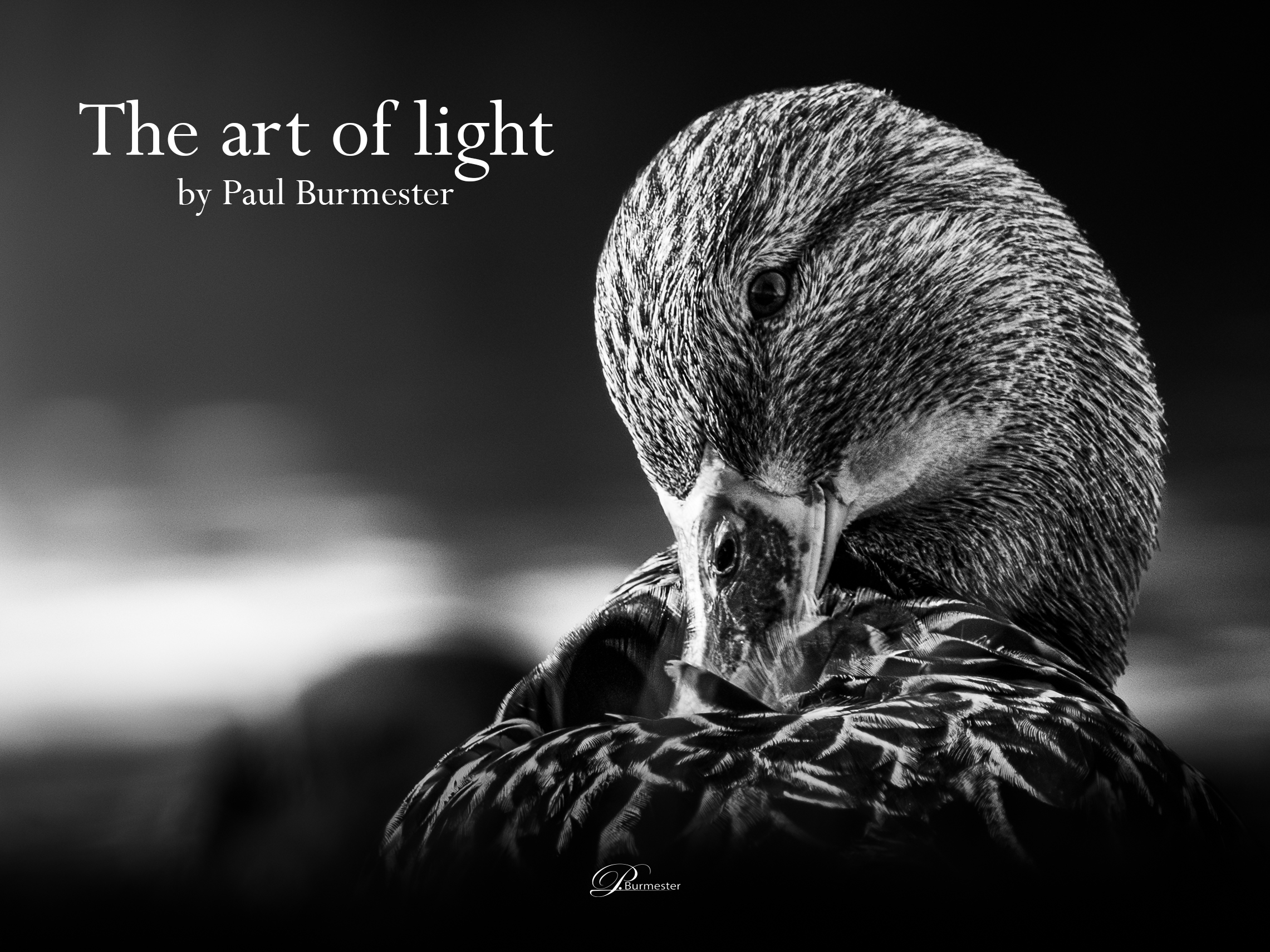 The Art of Light