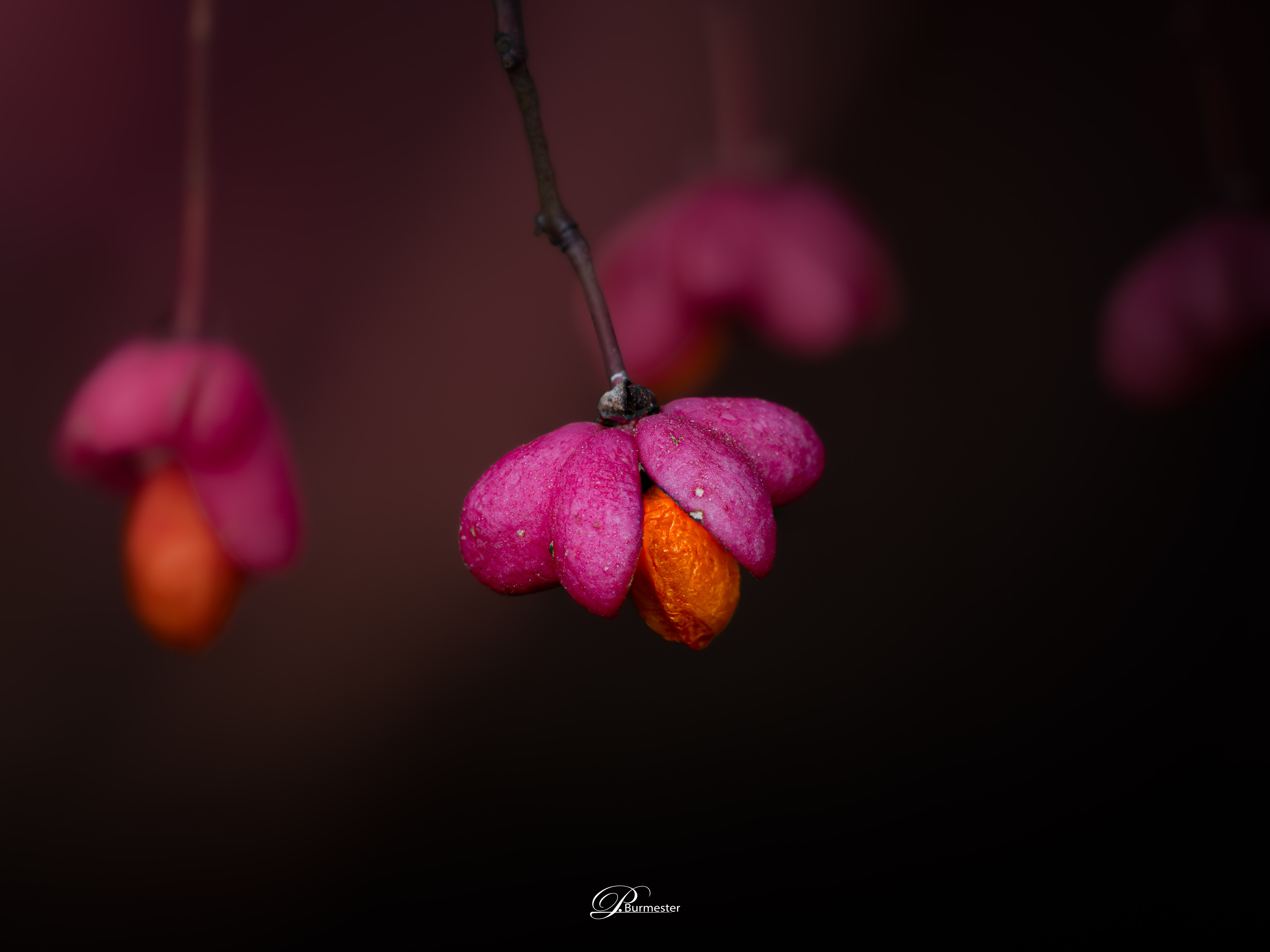 Macro & Closeup